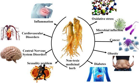 Korean ginseng root for energy and stamina